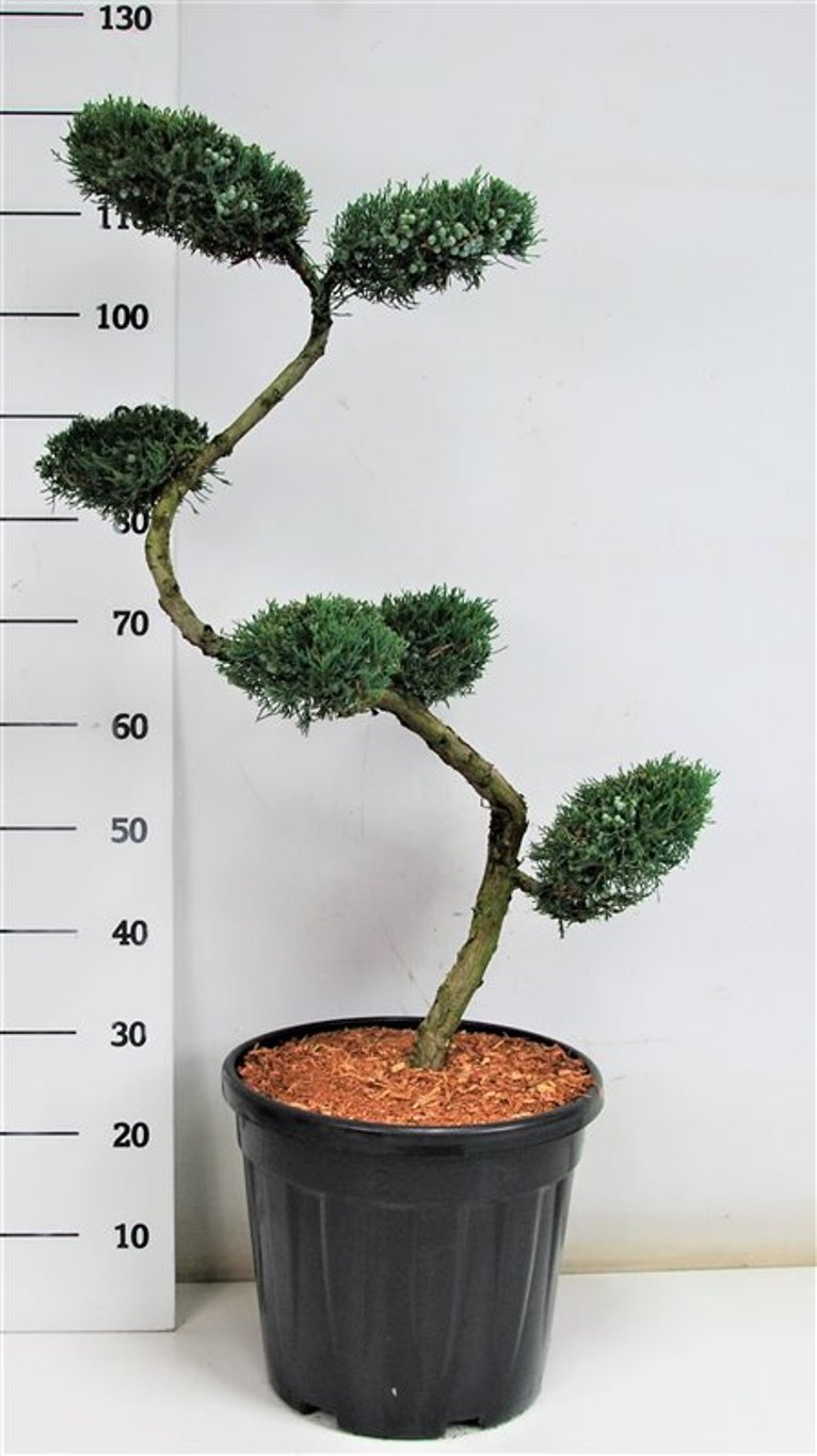 Juniperus virg. 'Grey Owl' - 80 CM S-SHAPE Cont.